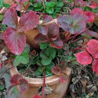 Alpine Strawberry (Fragaria vesca var. semperflorens) organic seeds