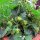 Alpine Strawberry (Fragaria vesca var. semperflorens) organic seeds
