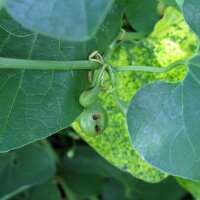 European Birthwort (Aristolochia clematitis) organic seeds