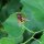 European Birthwort (Aristolochia clematitis) organic seeds