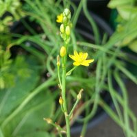 Snake Flower / Burn Jelly Plant (Bulbine frutescens)...