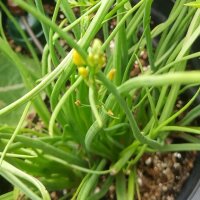 Snake Flower / Burn Jelly Plant (Bulbine frutescens)...