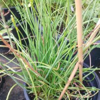Snake Flower / Burn Jelly Plant (Bulbine frutescens) organic seeds