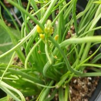 Snake Flower / Burn Jelly Plant (Bulbine frutescens) organic