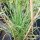 Snake Flower / Burn Jelly Plant (Bulbine frutescens) organic seeds