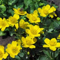 Marsh-marigold/ Kingcup (Caltha palustris) organic seeds