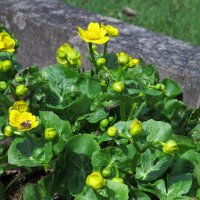 Marsh-marigold/ Kingcup (Caltha palustris) organic seeds