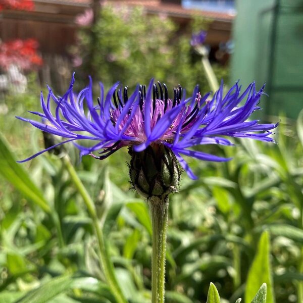 Mountain Cornflower (Centaurea montana) organic seeds