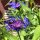 Mountain Cornflower (Centaurea montana) organic seeds