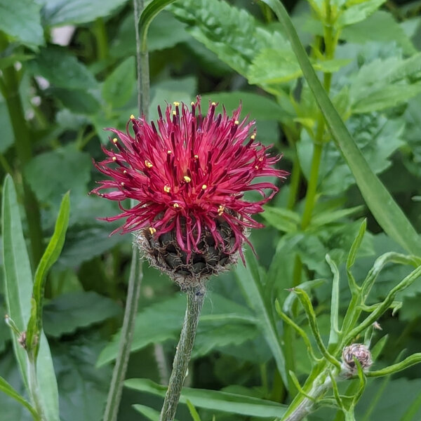 Dark Purple Knapweed (Centaurea purpurea) organic seeds