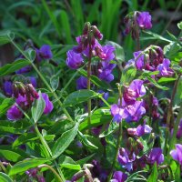 Spring Pea (Lathyrus vernus)  seeds