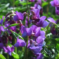 Spring Pea (Lathyrus vernus)  seeds