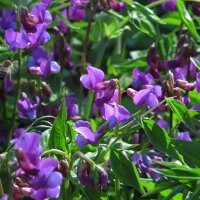 Spring Pea (Lathyrus vernus)  seeds