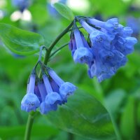 Virginia bluebells (Mertensia virginica) seeds