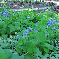 Virginia bluebells (Mertensia virginica) seeds