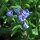 Virginia bluebells (Mertensia virginica) seeds