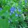 Virginia bluebells (Mertensia virginica) seeds