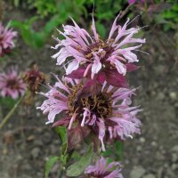 Wild Bergamot (Monarda fistulosa) organic seeds