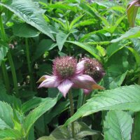 Wild Bergamot (Monarda fistulosa) organic seeds