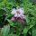 Wild Bergamot (Monarda fistulosa) organic seeds