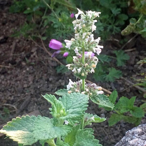 White Catnip (Nepata cataria ssp. citriodora) organic seeds