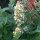 White Catnip (Nepata cataria ssp. citriodora) organic seeds