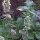 White Catnip (Nepata cataria ssp. citriodora) organic seeds