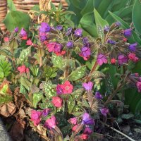 Common lungwort (Pulmonaria officinalis) organic seeds