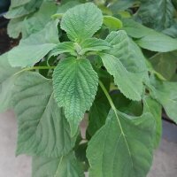 Chia (Salvia hispanica) organic seeds