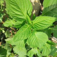 Chia (Salvia hispanica) organic seeds