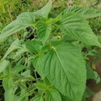 Chia (Salvia hispanica) organic