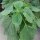 Chia (Salvia hispanica) organic seeds
