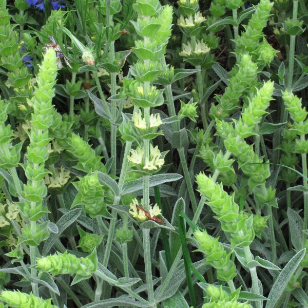 plants of the quran Plants of the Qur'an: History & Culture – SUHAYLA