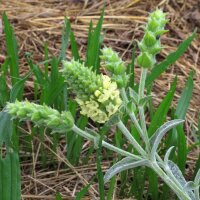 Ironwort / Mountain Tea (Sideritis syriaca) organic seeds