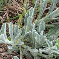 Ironwort / Mountain Tea (Sideritis syriaca) organic seeds