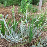 Ironwort / Mountain Tea (Sideritis syriaca) organic seeds