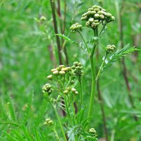 Common Tansy (Tanacetum vulgare) organic seeds