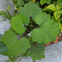Coltsfoot (Tussilago farfara) organic seeds