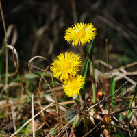 Coltsfoot (Tussilago farfara) organic seeds