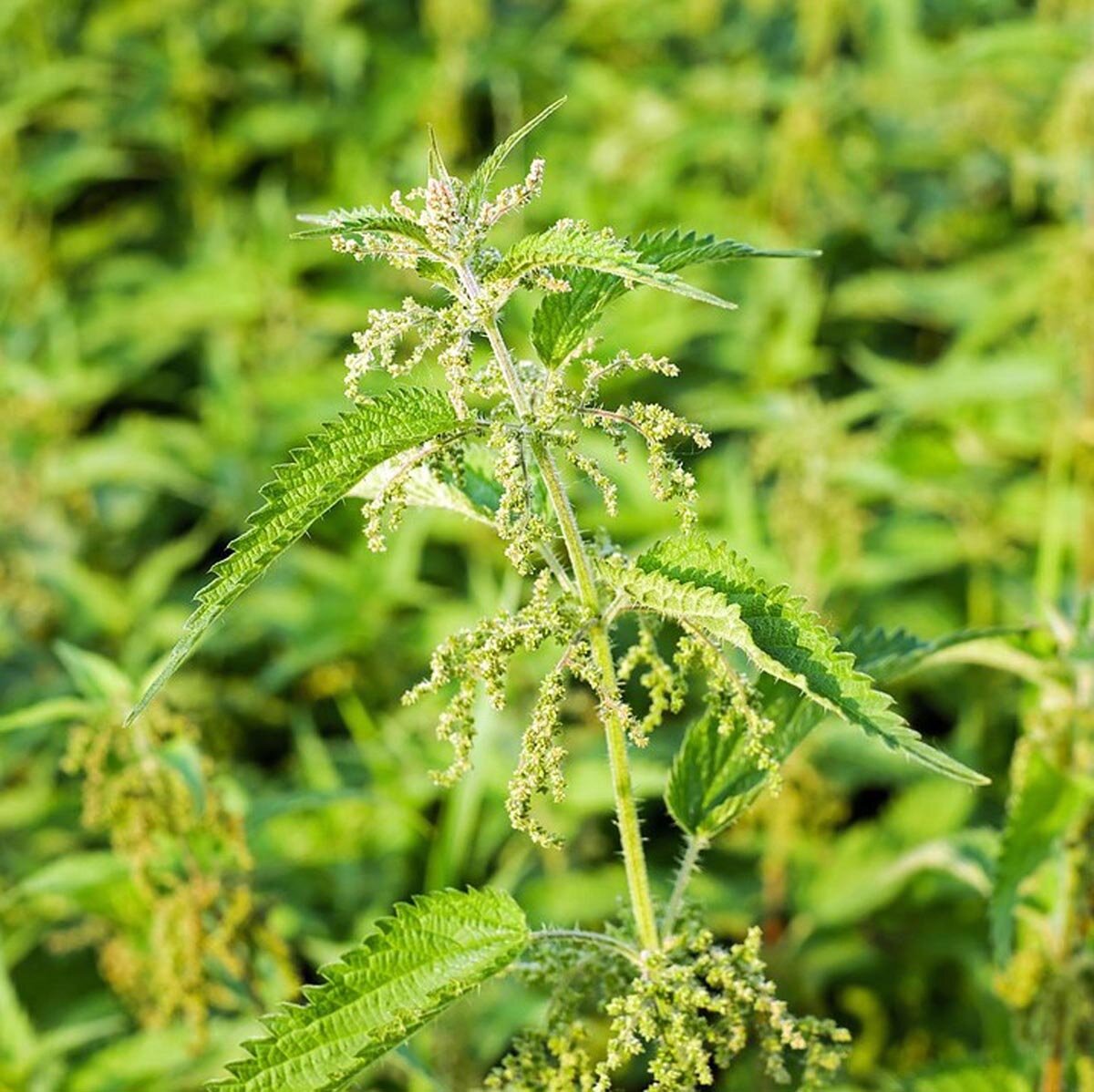 common-nettle-urtica-dioica-organic-seeds