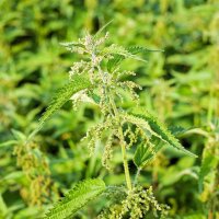 Common Nettle (Urtica dioica) organic seeds