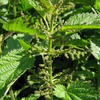 Common Nettle (Urtica dioica) organic seeds