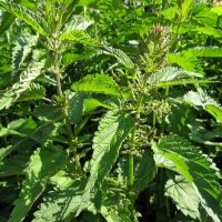 Common Nettle (Urtica dioica) organic seeds