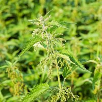 Common Nettle (Urtica dioica) organic