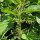 Common Nettle (Urtica dioica) organic seeds