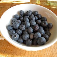 European Blueberry  (Vaccinium myrtillus) organic seeds