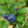 European Blueberry  (Vaccinium myrtillus) organic seeds