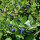 European Blueberry  (Vaccinium myrtillus) organic seeds