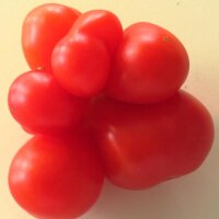 Voyage Tomato (Solanum lycopersicum) organic seeds