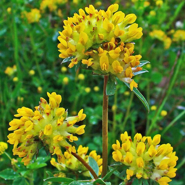 Common Kidneyvetch (Anthyllis vulneraria) organic seeds